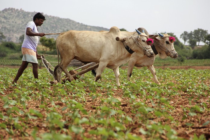 lentil farming