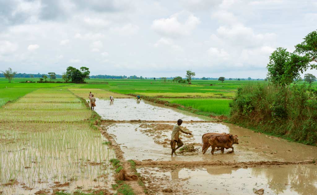 Scientists Develop Model To Predict Indian Monsoon In Advance