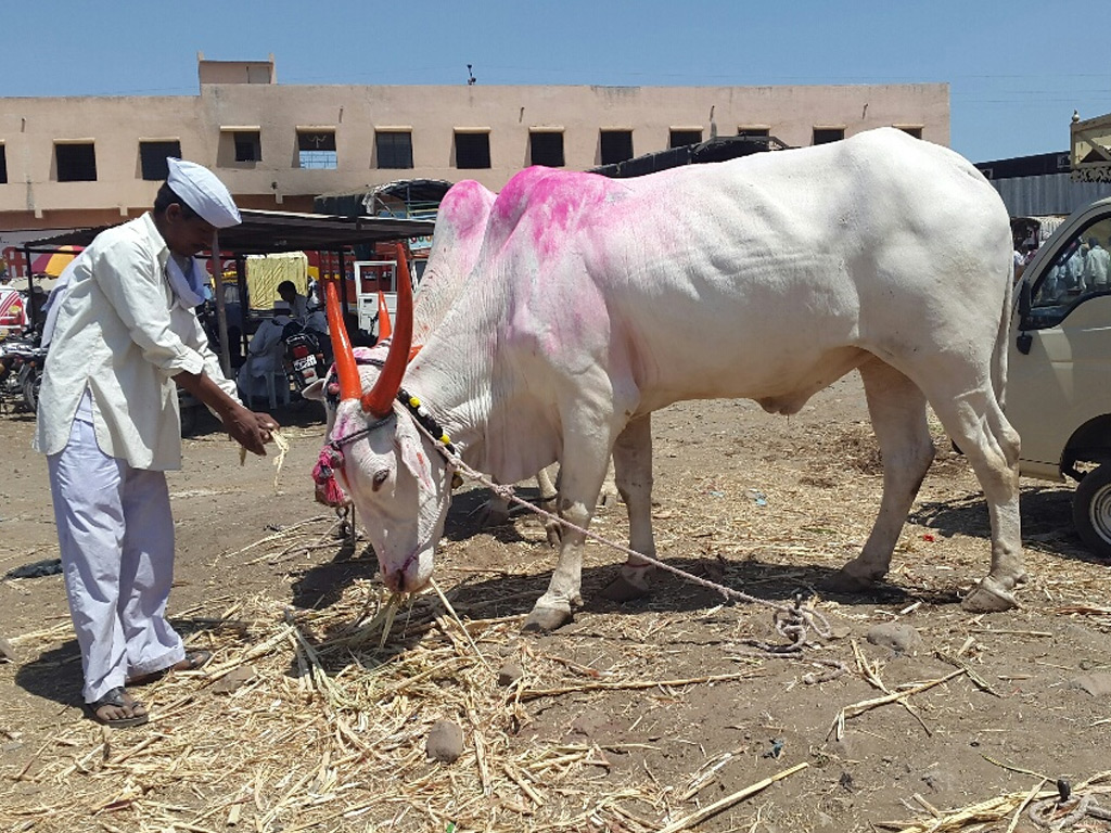 With An Unforgiving Drought, A Cattle Crisis In Marathwada