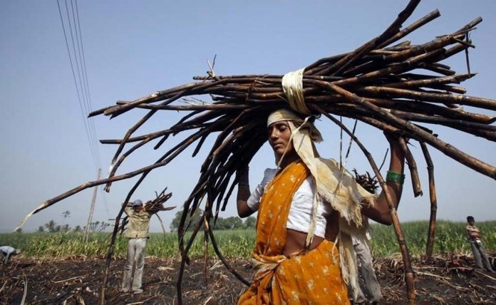 sugarcane Woman working in sugarcane factory