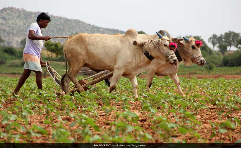 Farmers Struggle For Fresh Ideas As Green Fades In Punjab