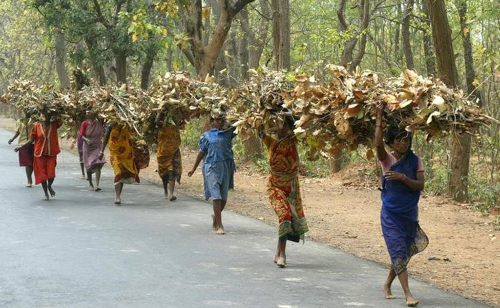 'This Forest Is A Friend': Tribal Women Fight For Land Rights In Odisha