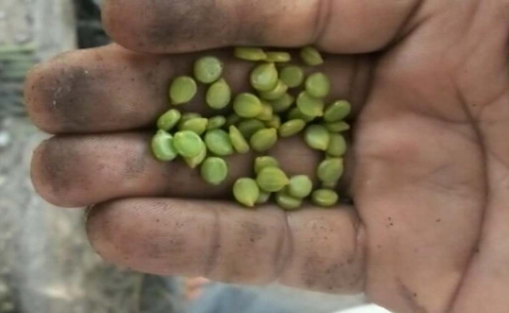 Toxic Beans Suspected Behind Odisha Deaths, Not Japanese Encephalitis
