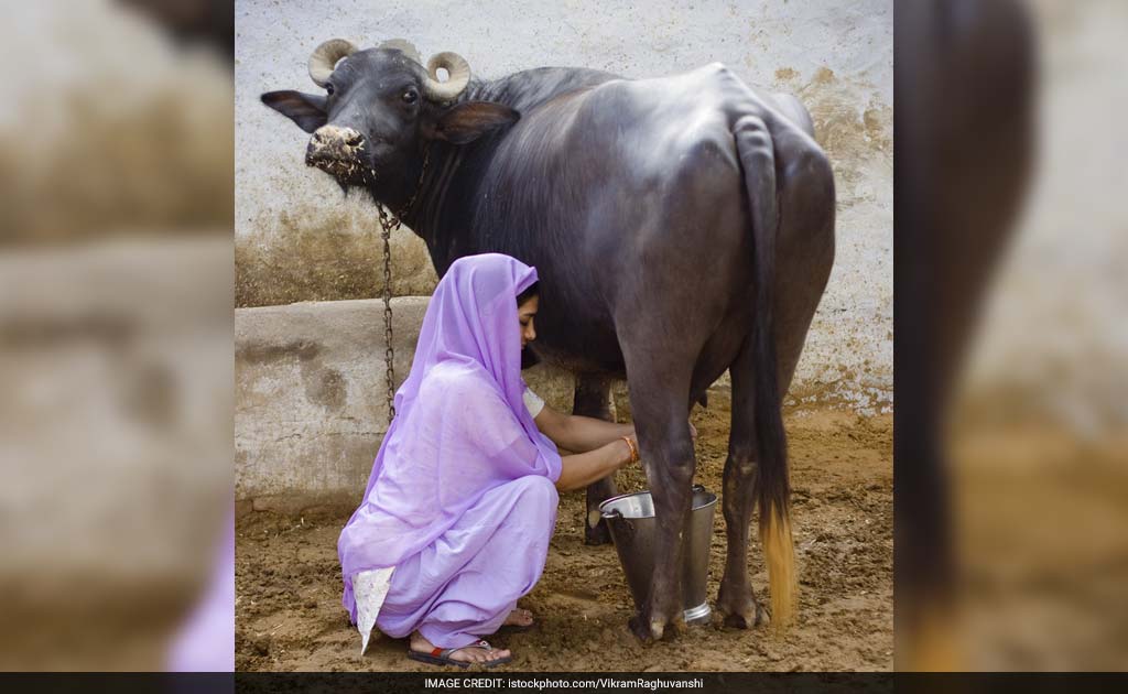 Dairy A Potential Ally In Asian Nutrition Challenges, Says United Nation