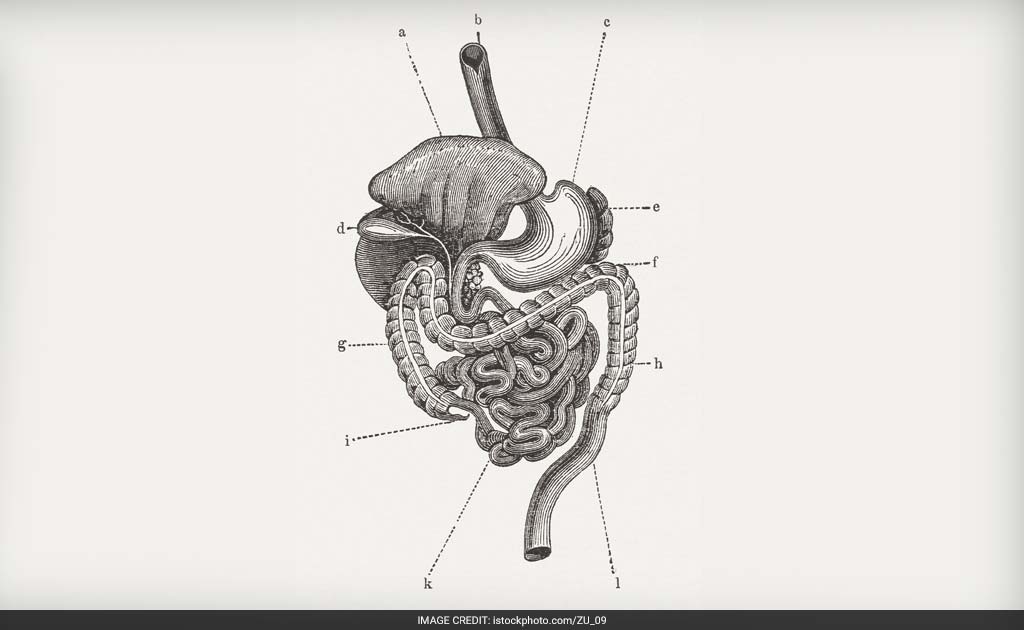 Scientists Discover A New Human Organ In Digestive System