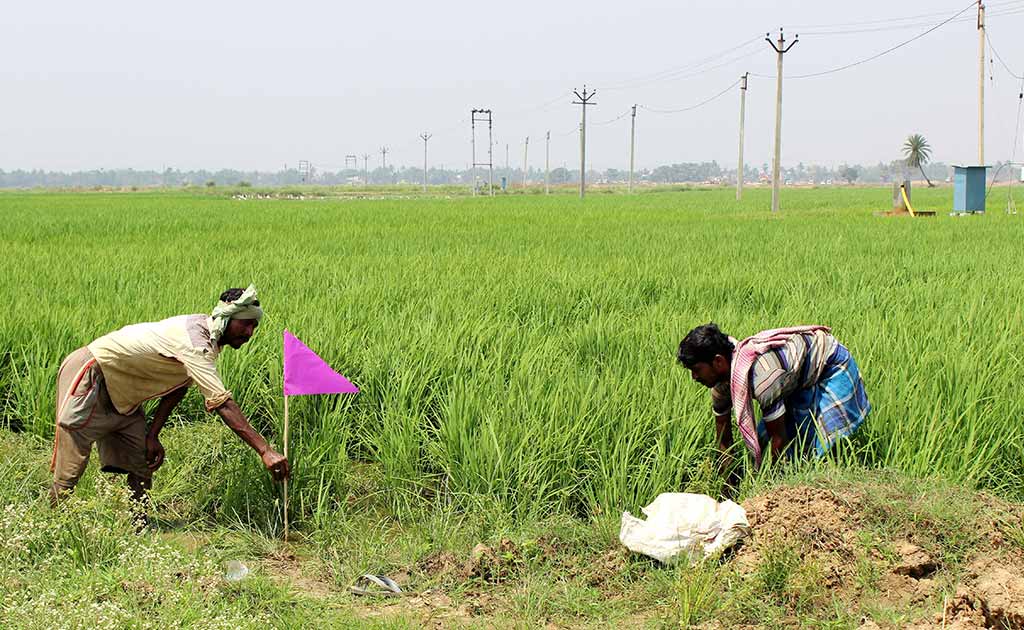 A Year After Land Return From Tata, Singur Farmers Celebrate Good Crop