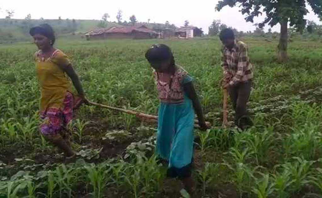 Farmer Could Not Afford Oxen, Uses Daughters To Plough Fields