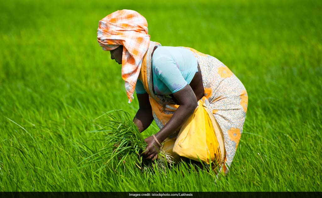 Battling Century's Worst Drought, Tamil Nadu Farmers Revive Traditional Grains