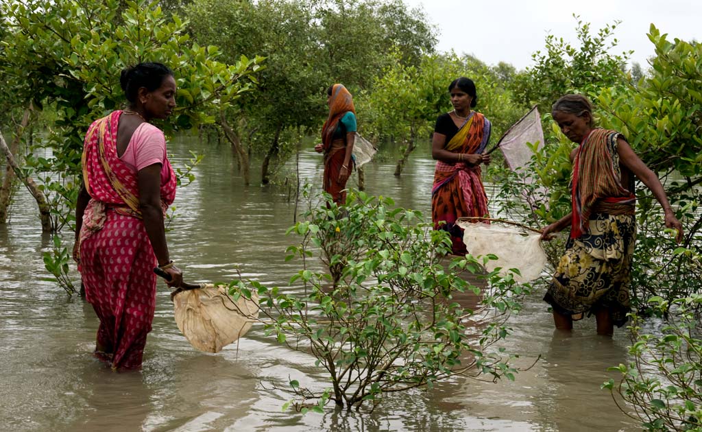 Sundarbans Widows Brave Jungles Where Tigers Killed Their Husbands