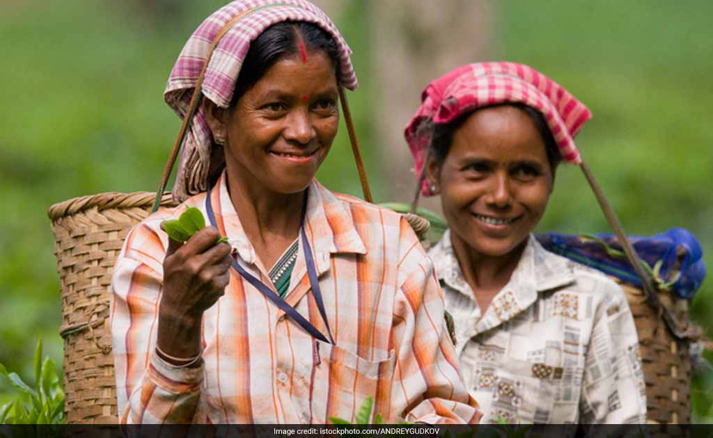 For First Time, Small Tea Growers In Assam To Get Land Rights
