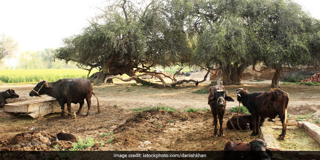 rural-punjab-amritsar_istock