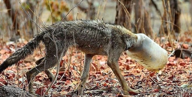 This Nagpur Youth Turned Plastic Ban Crusader After Seeing A Wolf Struggle For Life Because Of A Plastic Jar