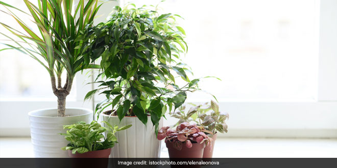 5 Plants To Make Your Home Clean And Green And Combat Indoor Air