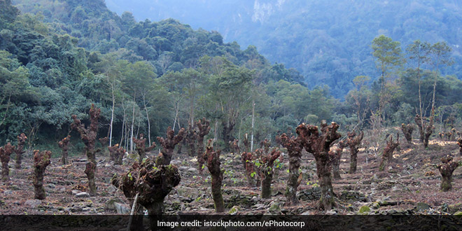 World Environment Day 2021: COVID-19 Will Not Be The Last Pandemic, Says Environmentalist Chandra Bhushan