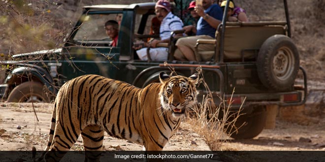 Rajasthan: बाघों के बीच 1 घंटे फंसे रहे 20 टूरिस्ट, जंगल में सभी को छोड़ चला गया गाइड; अब कई पर गिरी गाज