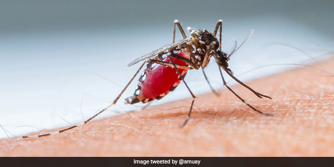 National Dengue Day 2025: क्यों मनाया जाता है राष्ट्रीय डेंगू दिवस? जानें इससे बचने के उपाय National Dengue Day 2025: क्यों मनाया जाता है राष्ट्रीय डेंगू दिवस? जानें इससे बचने के उपाय