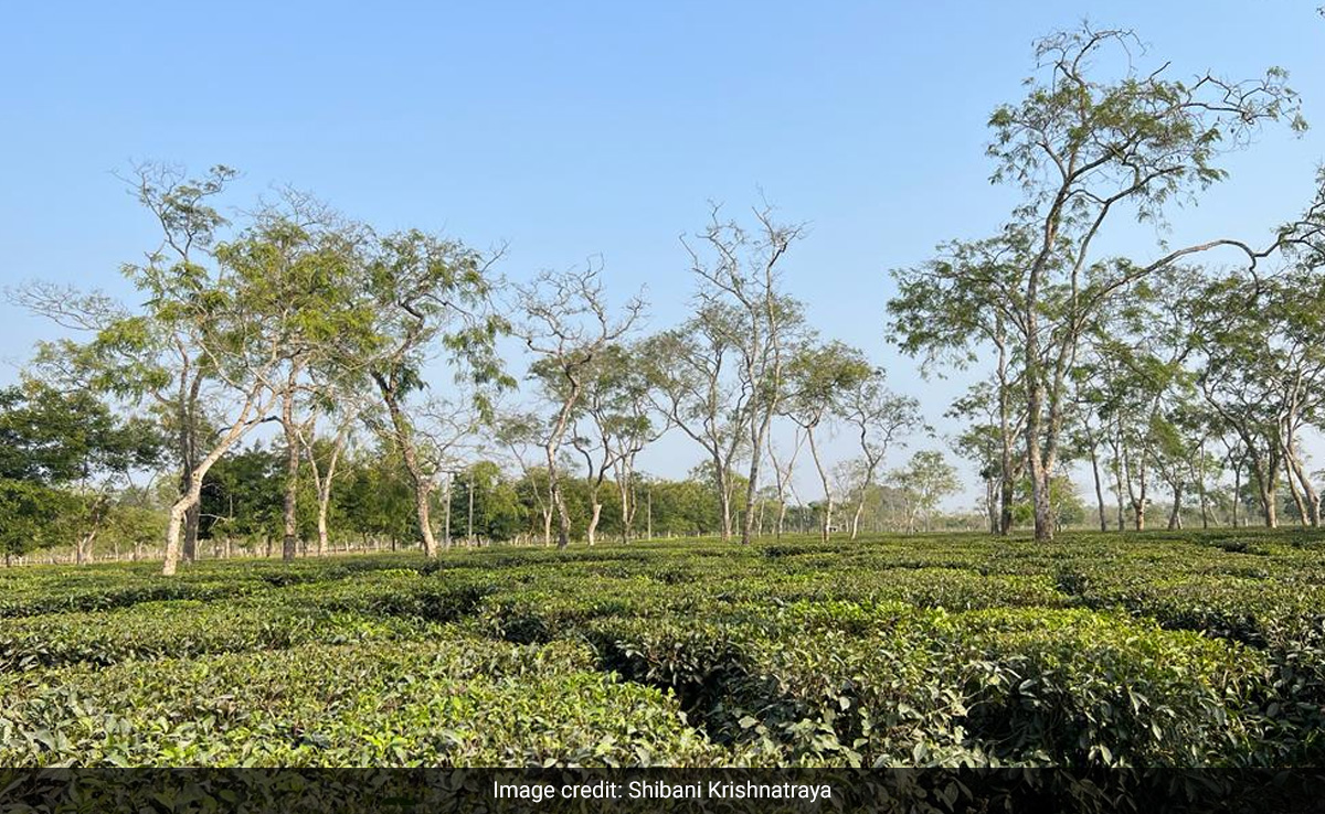 "Give Land Rights To Workers Or...": Assam Government Warns Tea Estates