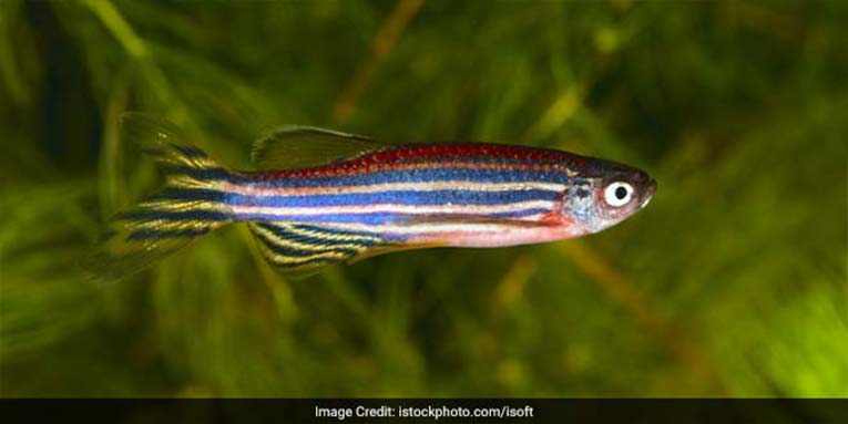 A chemical in the zebra fish brain may help cure human blindness